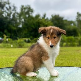 Pete - Sable and white male Collie puppy in St Augustine, Florida from Saltwater Collies LLC