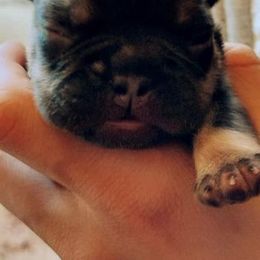 French Bulldog Puppies from Liebsthal