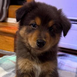Flash - Red tri-color male Australian Shepherd puppy in East Hartford, Connecticut from CT Aussies