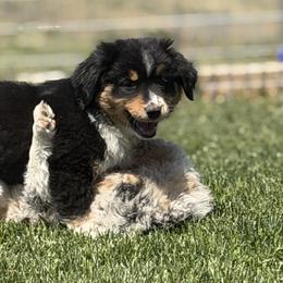 Miniature American Shepherds from Stillwater Ranch Kennel