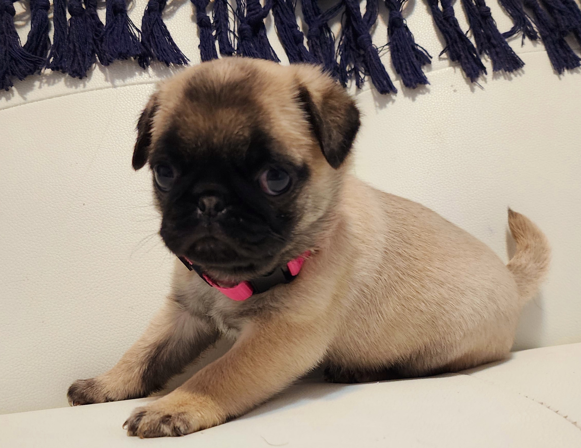 Pug Puppies from A Grumble of Love Kennels