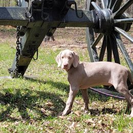 Boy 5 - Gray Weimaraner puppy in Catoosa County, Georgia from Kaleidoscope Weims