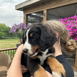 Boy 2 - Black rust and white Bernese Mountain Dog puppy in Michigan from Hummingbird Berners