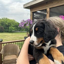 Boy 2 - Black rust and white Bernese Mountain Dog puppy in Michigan from Hummingbird Berners