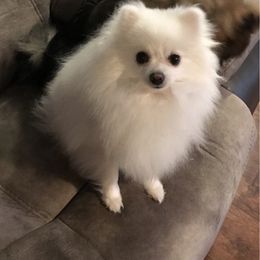 Charleigh  - Pomeranian