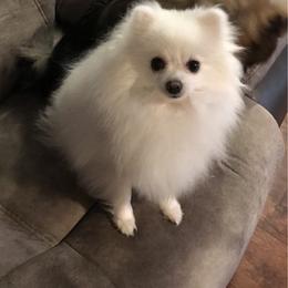 Charleigh  - Pomeranian
