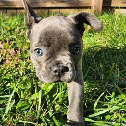 French Bulldog Puppies from Sun City Kennels