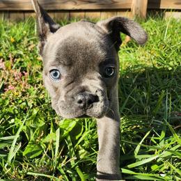 French Bulldog Puppies from Sun City Kennels