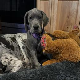 Sapphire - Blue female Great Dane puppy in Rosharon, Texas from Parker's Great Danes