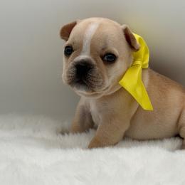 Cami - Cream female French Bulldog puppy in Largo, Florida from Big Daddy Frenchies