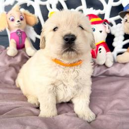 Everest - Light golden female Golden Retriever puppy in Oregon from Bliss Retrievers
