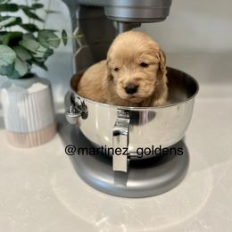 Boy 4 - Golden Retriever puppy in Victorville, California from Martinez Goldens