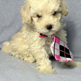 Orion - Cream male Poodle puppy in Cartersville, Georgia from Little Legacy Puppies