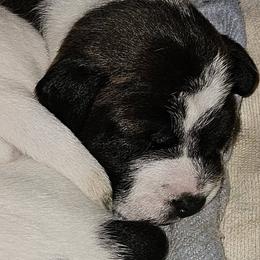 Hercule - Black and white male Jack Russell Terrier puppy in California from Kimberlite