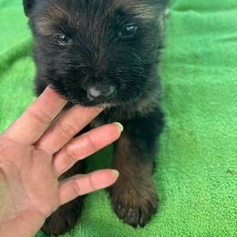 Puppy 1 - Black and red female German Shepherd puppy in Stuarts Draft, Virginia from Shengulli Shepherds