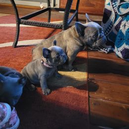 French Bulldog Puppies from Halverson Bulldogges