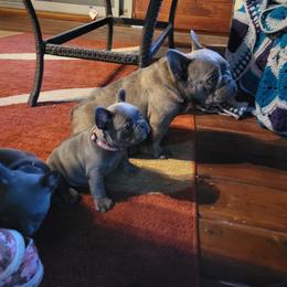 French Bulldog Puppies from Halverson Bulldogges