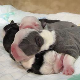 Boston Terrier Puppies from Candi's Boston Terriers