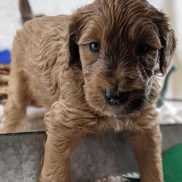 Cavapoo and Whoodle Puppies from Gardner Lane Puppies