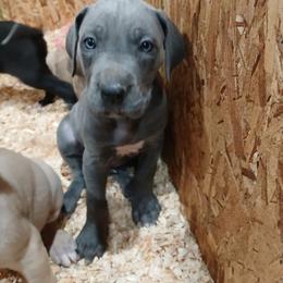 Arwen - Blue female Great Dane puppy in Marshall, Michigan from Dream K9