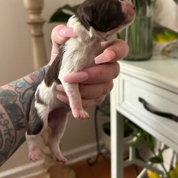 Female 1 - Parti female Miniature Schnauzer puppy in Lowell, North Carolina from Prestigious Schnuazers