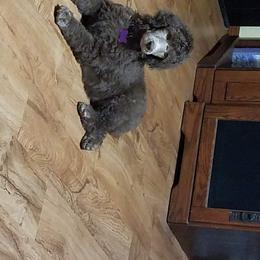 Poodle Puppies from RK'S Pets