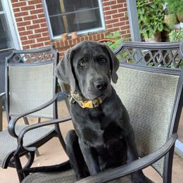 Shadeaux - Dilute Retriever