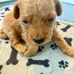 Buzz - Apricot male Goldendoodle puppy in Pensacola, Florida from Goldendoodles Love You in Pensacola Friend Edition