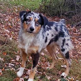 Faith - Miniature Australian Shepherd