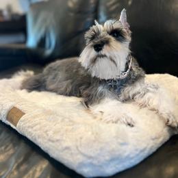 Luna - Miniature Schnauzer