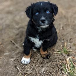 Boy 2 - Black Australian Shepherd puppy in Touchet, Washington from Frog Hollow Aussies