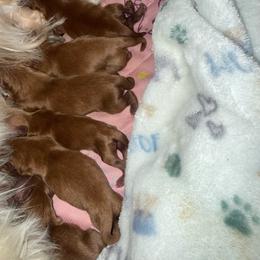 Loui - Brown male Maltipoo puppy in Concord, California from Puppy Boutique