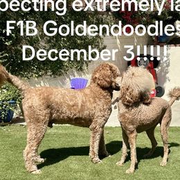 Goldendoodle puppies from Whiskey Row Royals