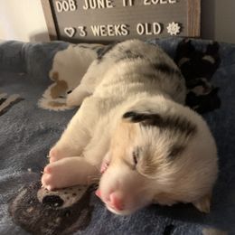 American Corgi Puppies from Mac-Kuz Kennels
