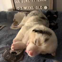 American Corgi Puppies from Mac-Kuz Kennels