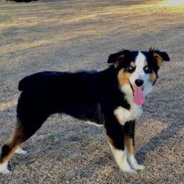 Micah - Miniature Australian Shepherd