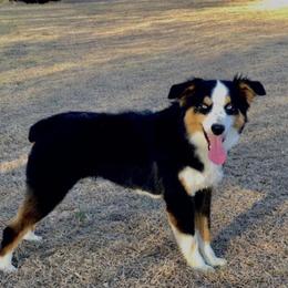 Micah - Miniature Australian Shepherd