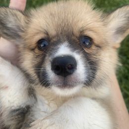 American Corgi and Pembroke Welsh Corgi Puppies from Eden Farms Corgis