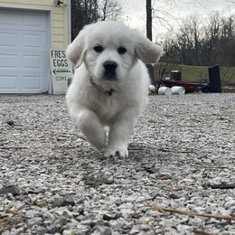 Golden Retriever Puppies from Fiddle In Gold Retrievers