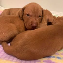 Vizsla Puppies from 5Starr Vizsla