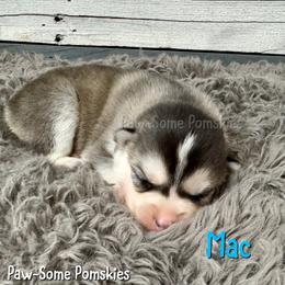 Mac - Silver male Pomsky puppy in Krum, Texas from Paw-Some Pomskies