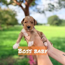 Boss Baby - Red  male Goldendoodle puppy in Rose Hill, North Carolina from Red Door Canines