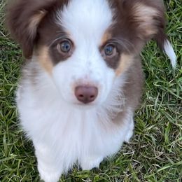 Miniature Australian Shepherds and Toy Australian Shepherds from 2e Ranch