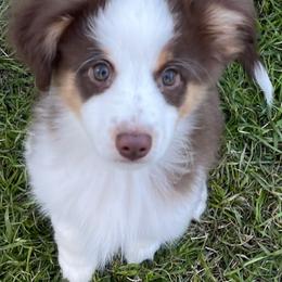Miniature Australian Shepherds and Toy Australian Shepherds from 2e Ranch