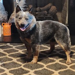 Obi - Australian Cattle Dog