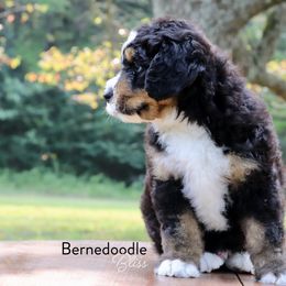 Bernedoodle Puppies from Bernedoodle Bliss