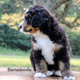 Bernedoodle Puppies from Bernedoodle Bliss