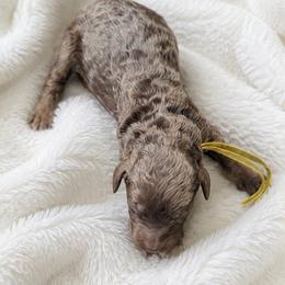 Trinity - Phantom female Poodle puppy in Washington, Pennsylvania from Patriotic Poodles
