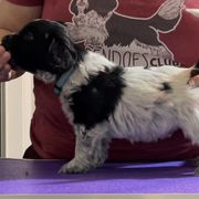 Turkey - Schapendoes puppy in North Carolina from Wild Clover Schapendoes