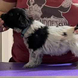 Turkey - Schapendoes puppy in North Carolina from Wild Clover Schapendoes